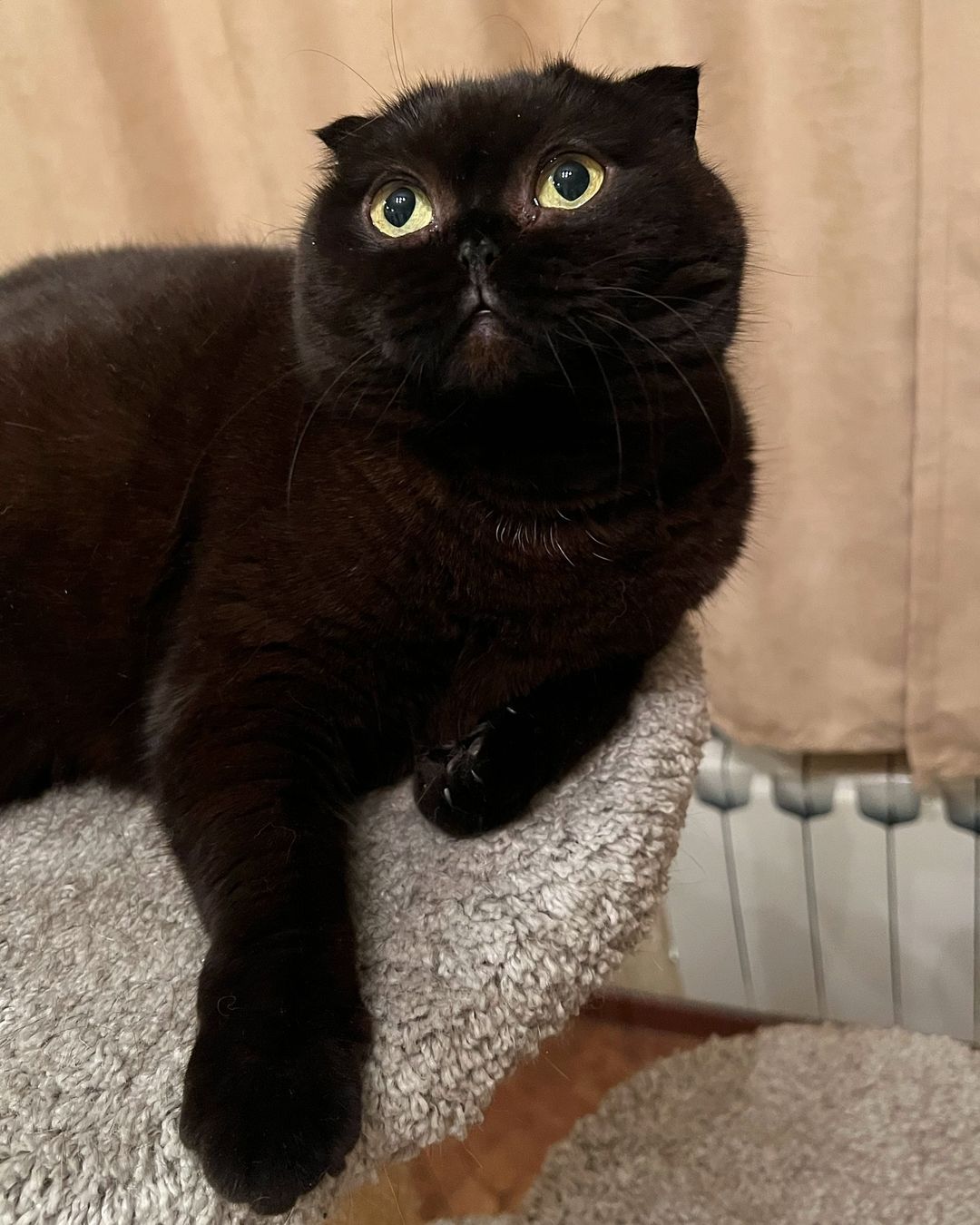 cats_mars_tayson в LOOKY — А вас каким кормом кормят??? 
У меня теперь AlphaPet