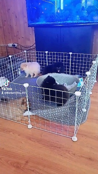 diamonddog_klin в LOOKY. #купитьщенкашпица,#грумингмосква,#fannypet,#малышишпица,#померанскийшпиц,#щенки,#шпицулилапули,#шпицмишка,#купитсобаку,#шпицуликрасотули,#купитьшпица,#мраморныйшпицщенки,#фаннипетс,#dogs,#собаки,#креативныйгруминг. Черные мальчики своб...