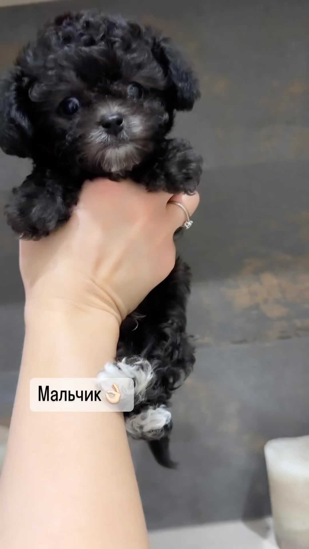 Maltipoooh в LOOKY. #мальтипу,#мальтипусеребро,#мальтипукорея,#пушон,#мальтипумосква,#микромальтипу,#купитьмальтипу,#мальтипумосква,#мальтипумини,#щенкимальтипу,#тойпудель,#теддипудель,#теддипуделькитай,#тойпудельмосква,#мальтипуf1,#минимальтипу,#щенкимосква,#пушонмосква,#бишпу,#микрощенки,#щенкимальтипукупить,#новорижский,#кембридж,#монтевиль,#агаларовэстейт,#купитьмальтипу,#купитьмальтипувмоскве,#maltipoooh,#подарок,#подарокребенку,#подарок8марта,#мальтипукорея,#мальтипукорейскийтипаж. Свободен эксклюзивны...