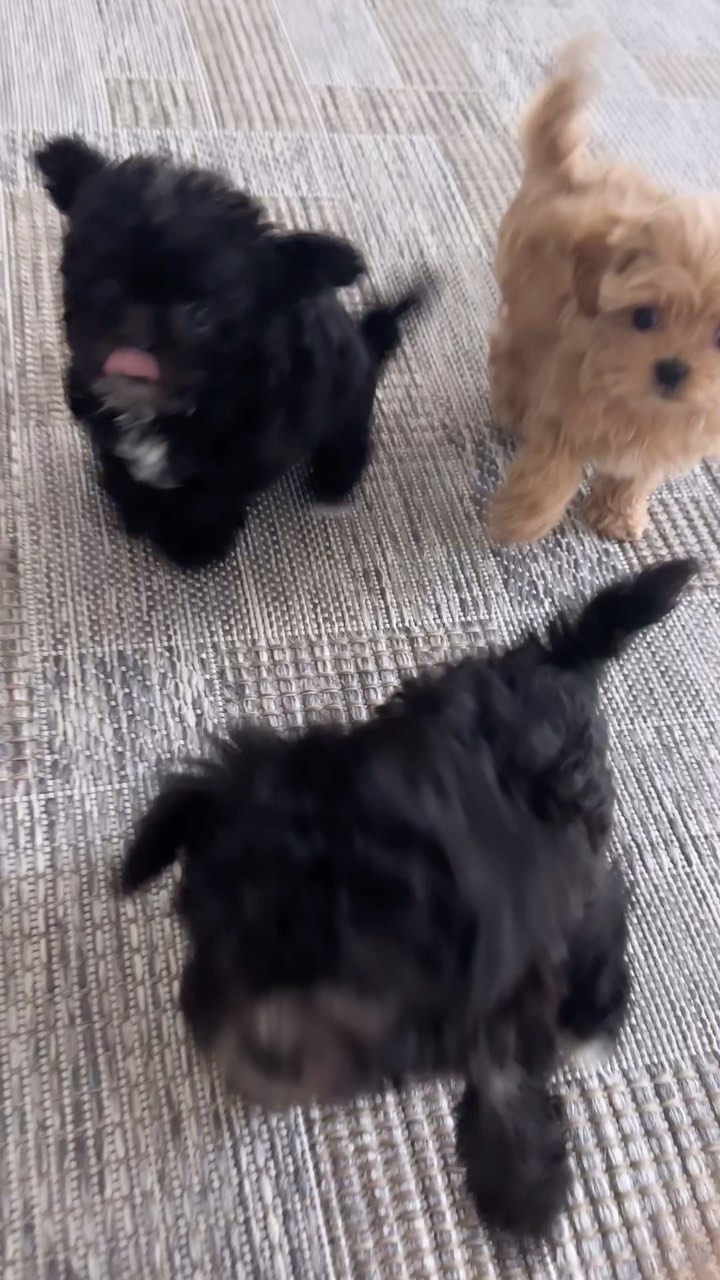 Maltipoooh в LOOKY. #мальтипу,#мальтипусеребро,#мальтипукорея,#пушон,#мальтипумосква,#микромальтипу,#купитьмальтипу,#мальтипумосква,#мальтипумини,#щенкимальтипу,#тойпудель,#теддипудель,#теддипуделькитай,#тойпудельмосква,#мальтипуf1,#минимальтипу,#щенкимосква,#пушонмосква,#бишпу,#микрощенки,#щенкимальтипукупить,#новорижский,#кембридж,#монтевиль,#агаларовэстейт,#купитьмальтипу,#купитьмальтипувмоскве,#maltipoooh,#подарок,#подарокребенку,#подарок8марта,#мальтипукорея,#мальтипукорейскийтипаж. 😅 #мальтипу #мальти...