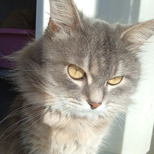 olesyamoor77 в LOOKY. . Мой маленький милень...