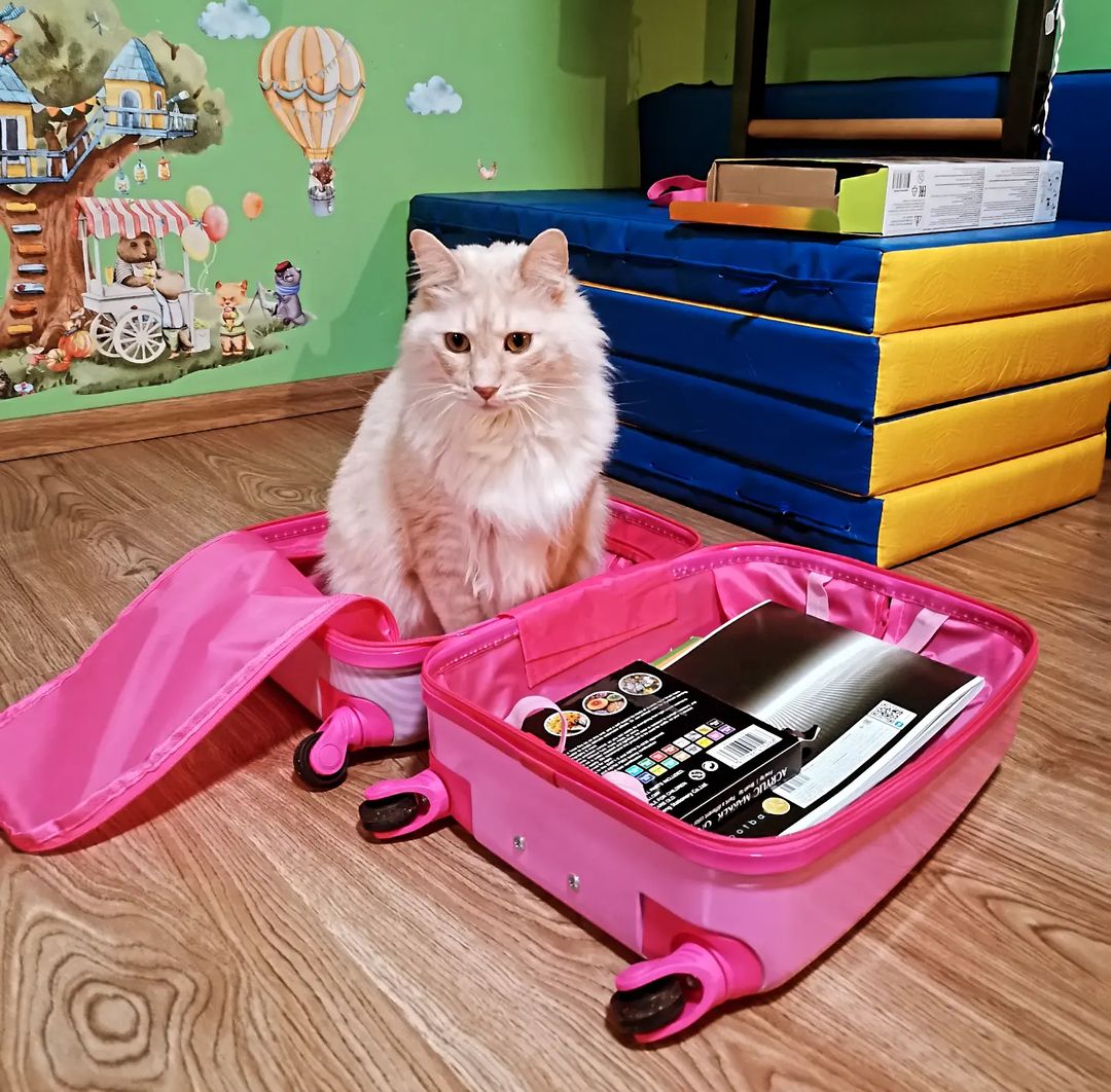 В гости к бабушке готов🐱