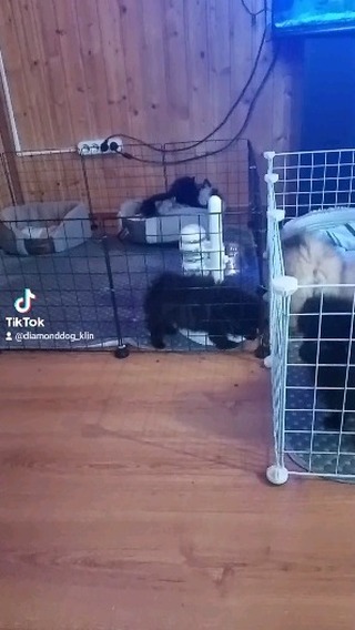 diamonddog_klin в LOOKY. #креативныйгруминг,#собаки,#dogs,#фаннипетс,#мраморныйшпицщенки,#купитьшпица,#шпицуликрасотули,#купитсобаку,#шпицмишка,#щенки,#шпицулилапули,#померанскийшпиц,#малышишпица,#fannypet,#грумингмосква,#гумингклин. щеночки свободны буд...