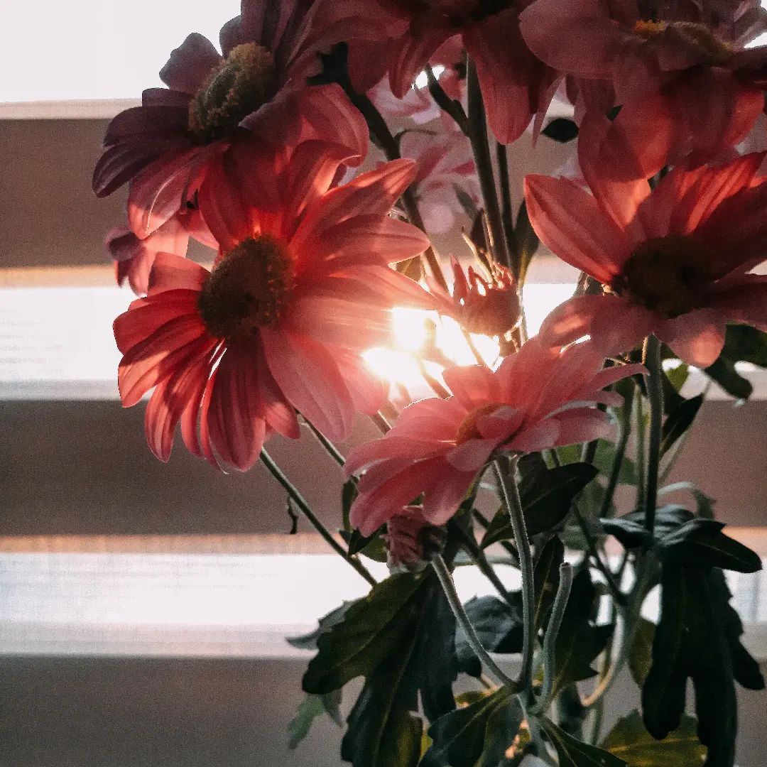 nicirina12 в LOOKY — 🌺🩷

#ａｅｓｔｈｅｔｉｃ  #atmosphere #flowers #beautiful