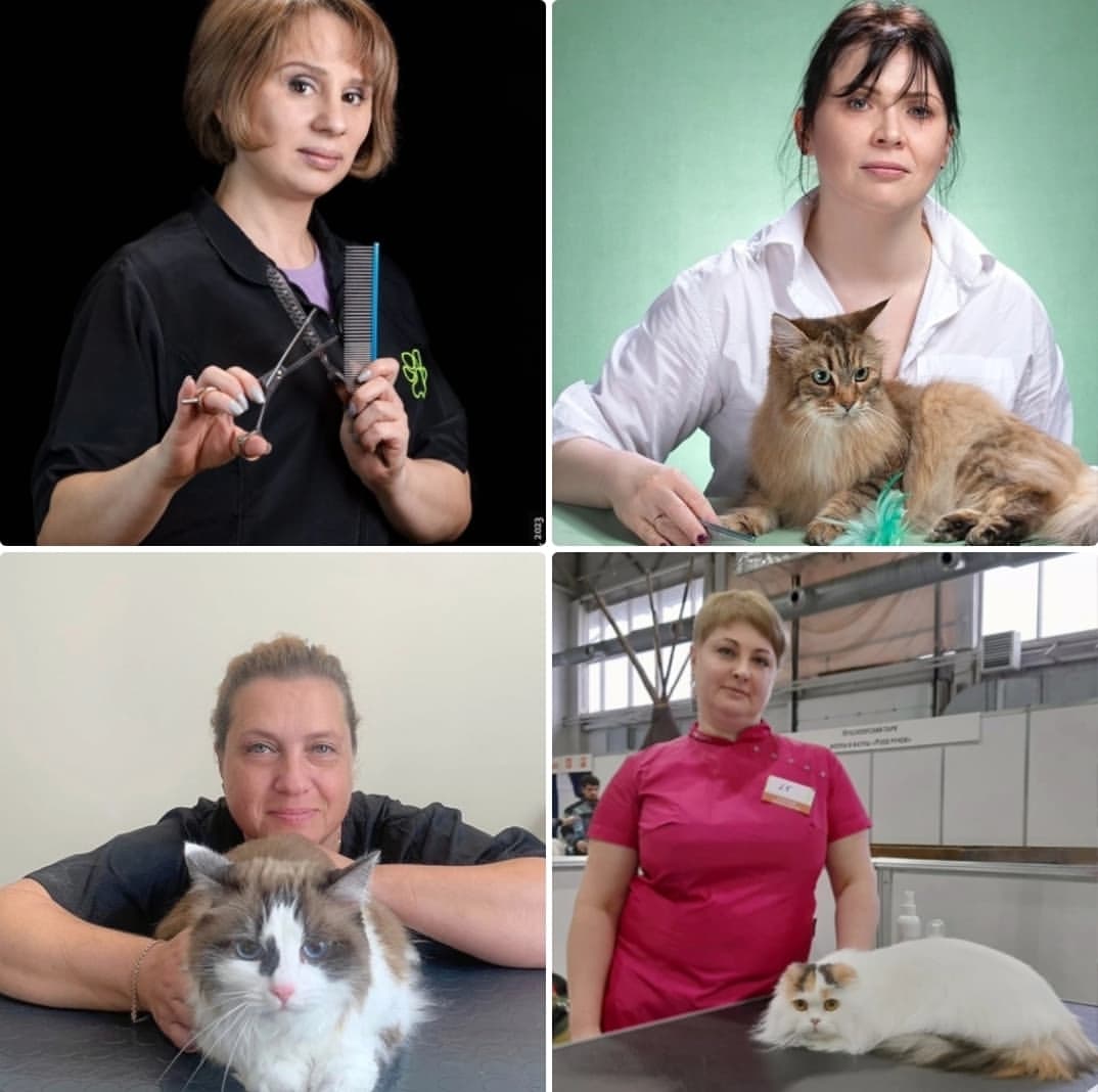 mycatgrooming in LOOKY. #грумингкошек,#выставкакошек,#выставкакошекмосква,#экспрессгрумингкошек,#шоугрумингкошек,#springcatshow,#springcatshow2024. Уважаемые участники ...