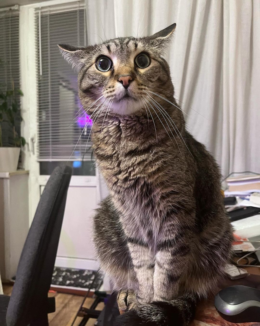 Эй, когда там уже весна? 

#котоблог #кот #усымоидлинные #удивленнаяморда