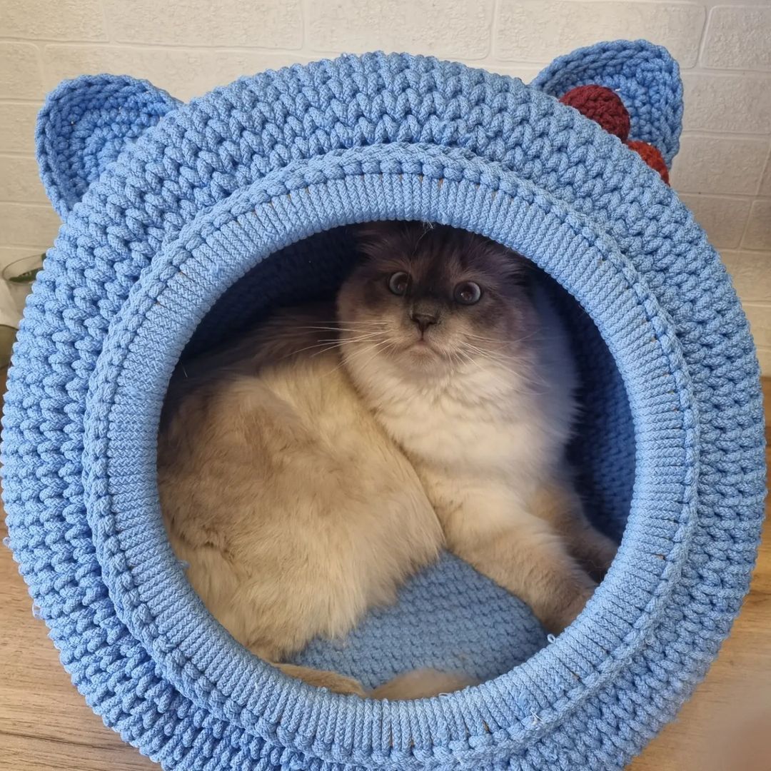 Привет, наши любимые друзья!😻 Мы от всего сердца благодарим вас всех за такие чудесные и тёплые поздравления с днем рождения Маркуши!😽😽😽 Спасибо вам огромное за дружбу, мы вас всех очень любим!💞💞💞💞💞
И посмотрите какой чудесный большой домик сделали для Маркуши наши любимые друзья Руфики и Ма Наташа @rufiki_masters !!!🔥💙💙💙 Теперь у Марка есть свой собственный великолепный домик!!! Спасибо вам огромнейшее, дорогие наши,  и спасибо за открыточку с такими теплыми пожеланиями! Мы всегда восхищались вашими работами, они дарят радость и счастье всем!!!! 😘😘😘😻😻😻
Мы все по очереди сидели в домике, а теперь Маркуша научился всех нас  выгонять из него😹😹😹
P.S. Мы пока не можем писать комментарии, простите нас, но безумно счастливы, что вы у нас есть, дорогие и любимые наши друзья.  И ещё раз спасибо всем огромное! Ваши Марселька и Маркуша!🧡💙🧡💙🧡💙
#марселькаимаркуша #котолучикидобра #марселькаидизель #котикобормотик #котикинаркотики #рыжеесолнышко #рыжеесчастье #рыжулька #рыжуля #невскиймаскарадныйкот #невскиймаскарадныйкотюня #люблюсвоегокота #любимыйкотейка #золотойфонддрузей #котикилучшелюдей #котозависимость