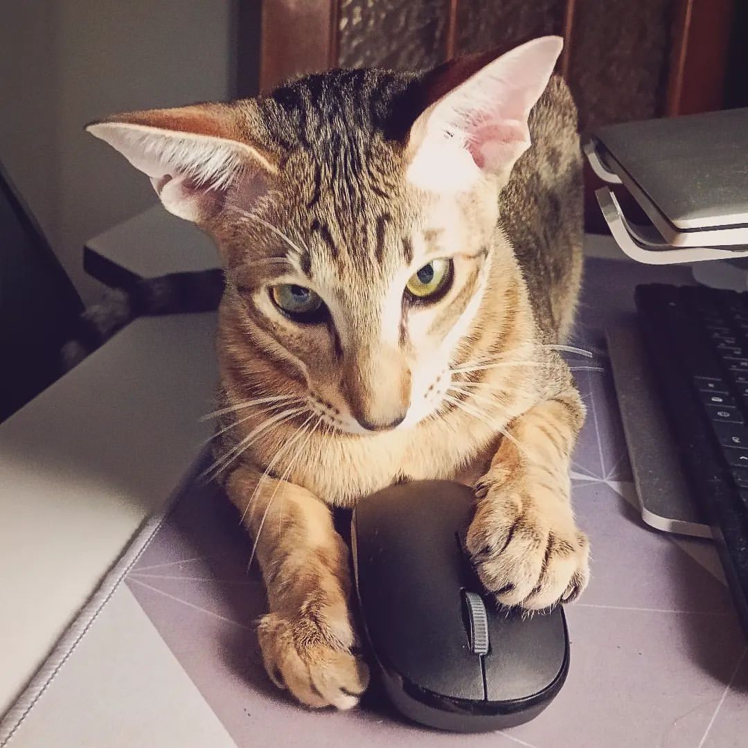 Caught a mouse (but strange, without a tail)