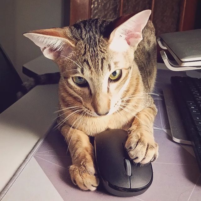 iteelion в LOOKY. . Caught a mouse (but ...