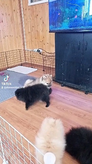 diamonddog_klin в LOOKY. . Чёрные мальчики своб...