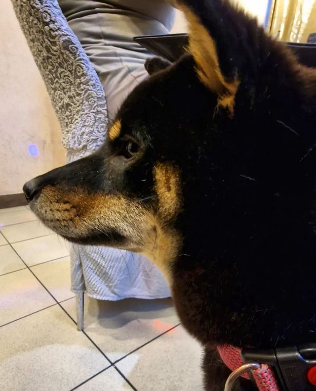 blackshiba.megumi в LOOKY. . Ожидание свиных ушек...