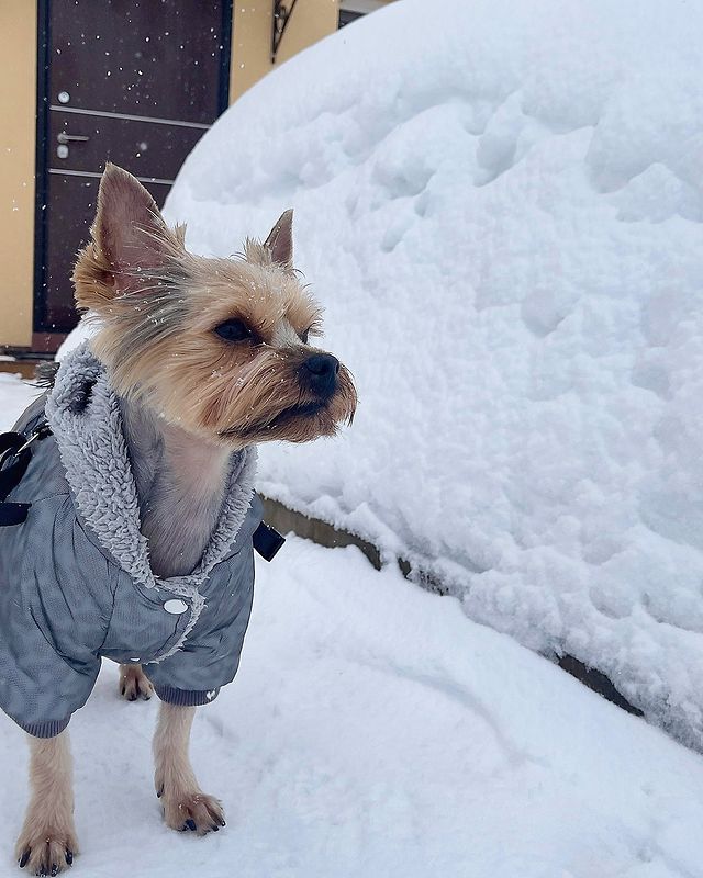 ivashka_yorik в LOOKY. . Ну всё, я как порядо...