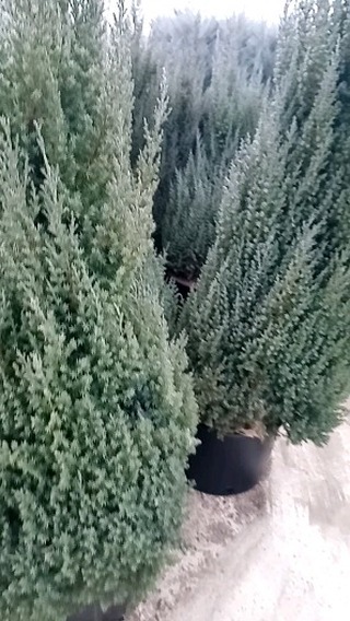 Виктория в LOOKY. . null