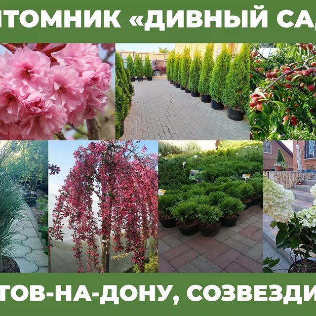 Виктория в LOOKY. . null