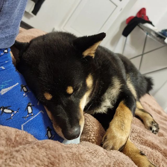 blackshiba.megumi в LOOKY. . Папочка - лучшая под...