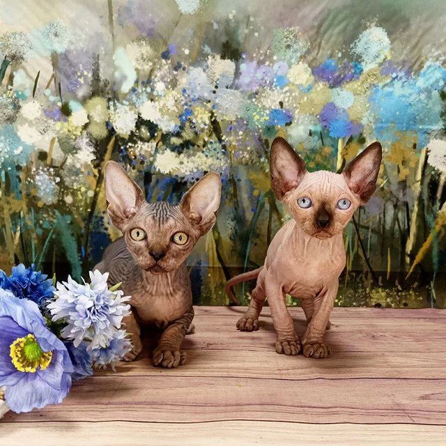 sphynx_shococats в LOOKY. . Картина маслом🐈‍⬛🐈...