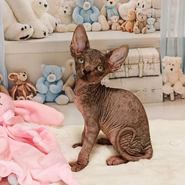 sphynx_shococats в LOOKY. . null