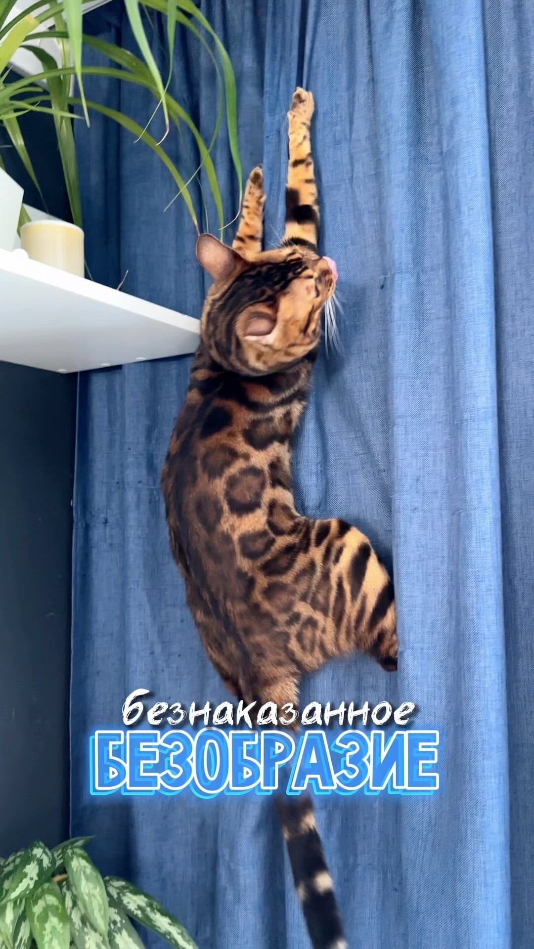 gryzinenko в LOOKY. . Так и живем😄