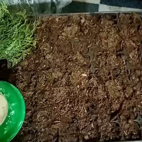 Виктория в LOOKY. . Черенкуем туи