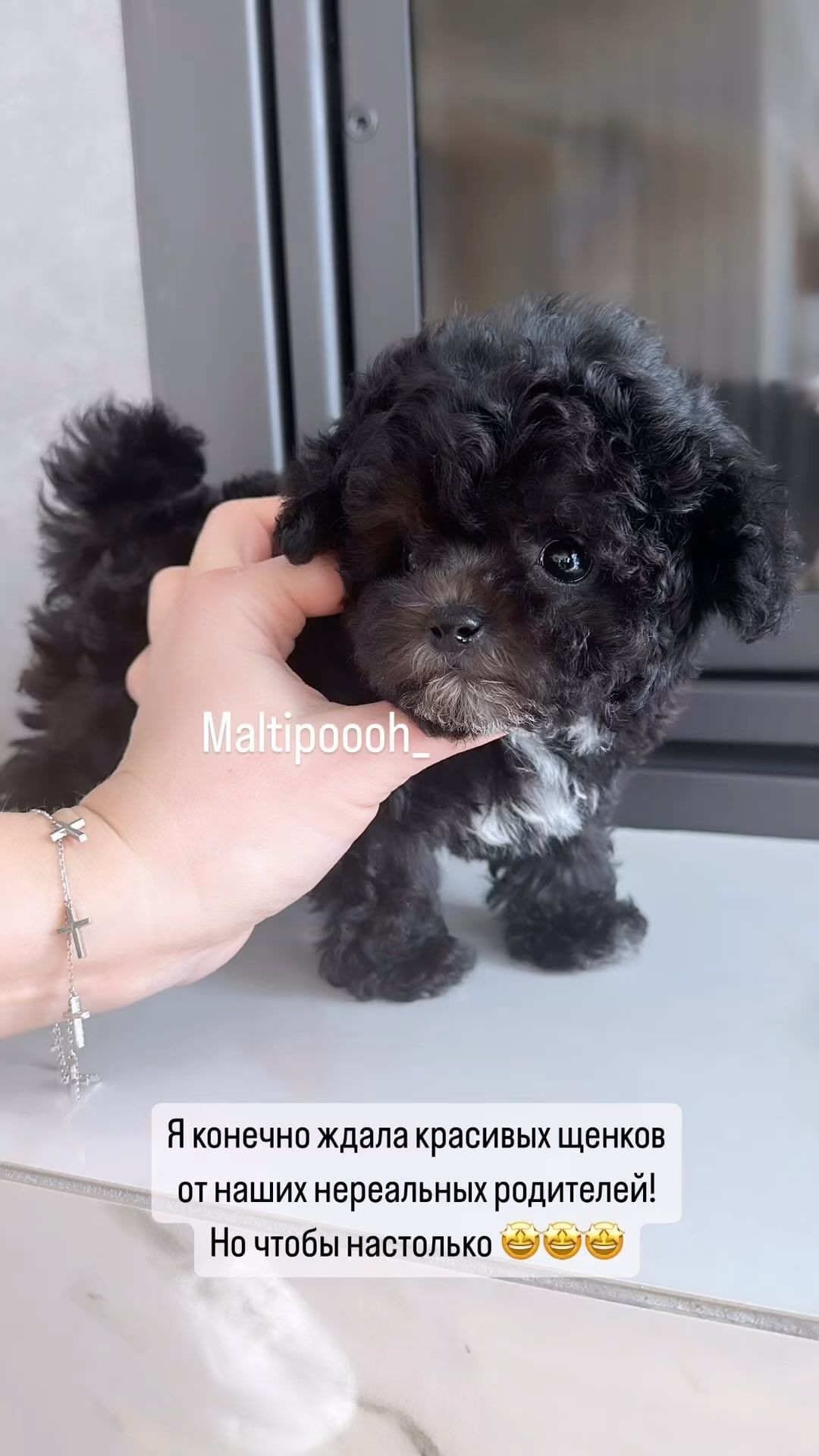 Maltipoooh в LOOKY. . Свободен эксклюзивны...