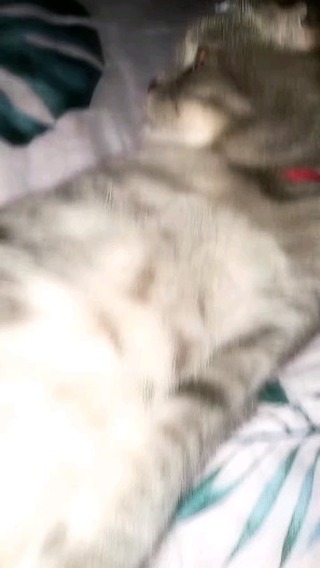 shhh_ayyy в LOOKY. #cutecat. Pretty cat 😭나는 내 고양...