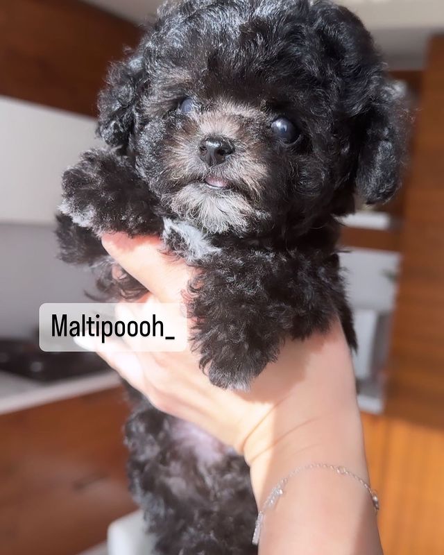 Maltipoooh в LOOKY. #мальтипусеребро,#мальтипу,#мальтипусеребро,#мальтипукорея,#пушон,#мальтипумосква,#микромальтипу,#купитьмальтипу,#мальтипумосква,#мальтипумини,#щенкимальтипу,#тойпудель,#теддипудель,#теддипуделькитай,#тойпудельмосква,#мальтипуf1,#минимальтипу,#щенкимосква,#пушонмосква,#бишпу,#микрощенки,#щенкимальтипукупить,#новорижский,#кембридж,#монтевиль,#агаларовэстейт,#купитьмальтипу,#купитьмальтипувмоскве,#maltipoooh,#подарок,#подарокребенку,#подарок8марта,#мальтипукорея,#мальтипукорейскийтипаж. Вау 🤩 Доступен маль...