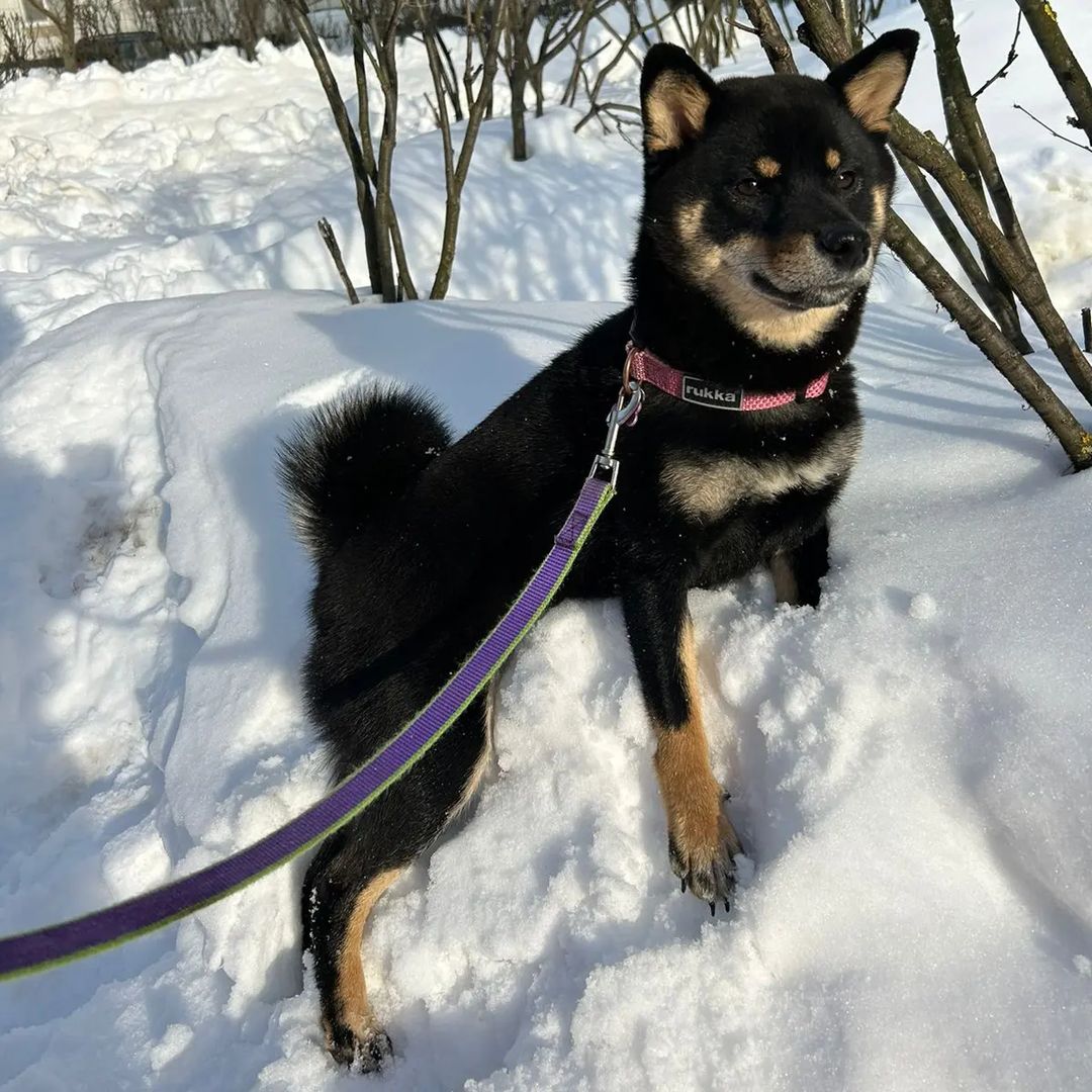 blackshiba.megumi в LOOKY — Последняя попытка усидеть на зиме🤭