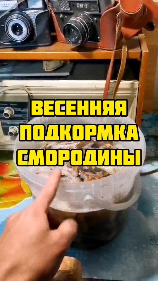mary_vseokey в LOOKY. #огород,#борьбасвредителями,#вредители,#вредителисада,#садовыевредители,#колорадскийжук,#тля,#муравьивогороде. Народные методы борь...
