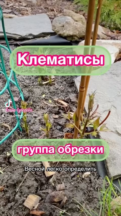 my_garden_every_day в LOOKY. #клематис,#клематисы,#саженцыклематиса,#саженцыклематисов,#саженцыгортензии,#сад,#садогород,#вертикальноеозеленение,#цветы,#группаобрезкиклематисов,#группаобрезки,#группаобрезкиклематиса,#цветоводство,#садоводство,#мойсад,#питомникрастений. Саженцы Клематисов, ...
