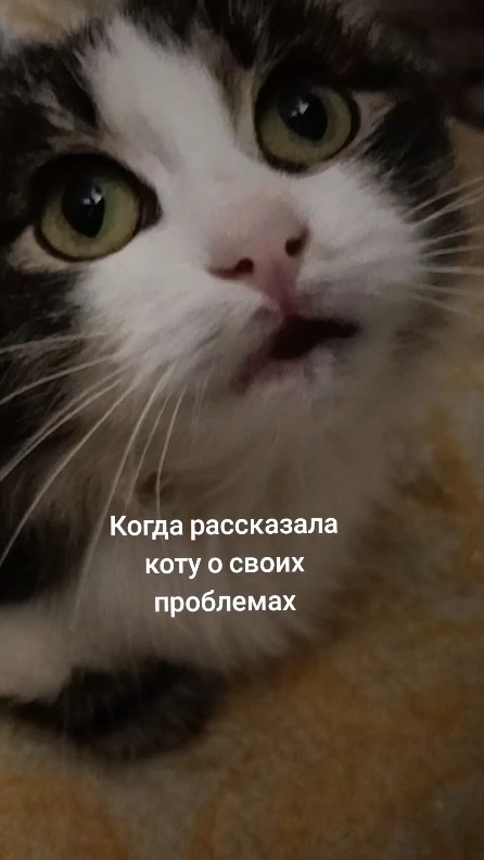 kiss.tochka.ru в LOOKY. #миниприют_мытищи. Это Муся, я назвала ...