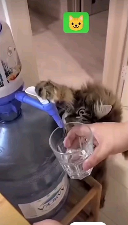 smehinka_g9 в LOOKY. . Ну помощница и не че...