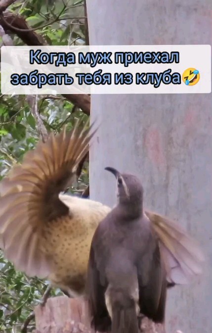 smehinka_g9 в LOOKY. . null