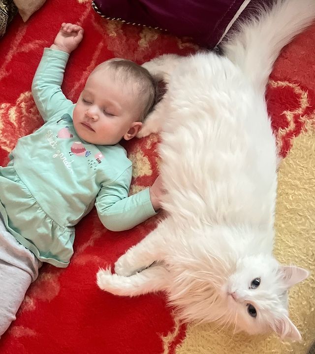 julija_maksimova в LOOKY. #всемкота. В каждом доме нужен ...