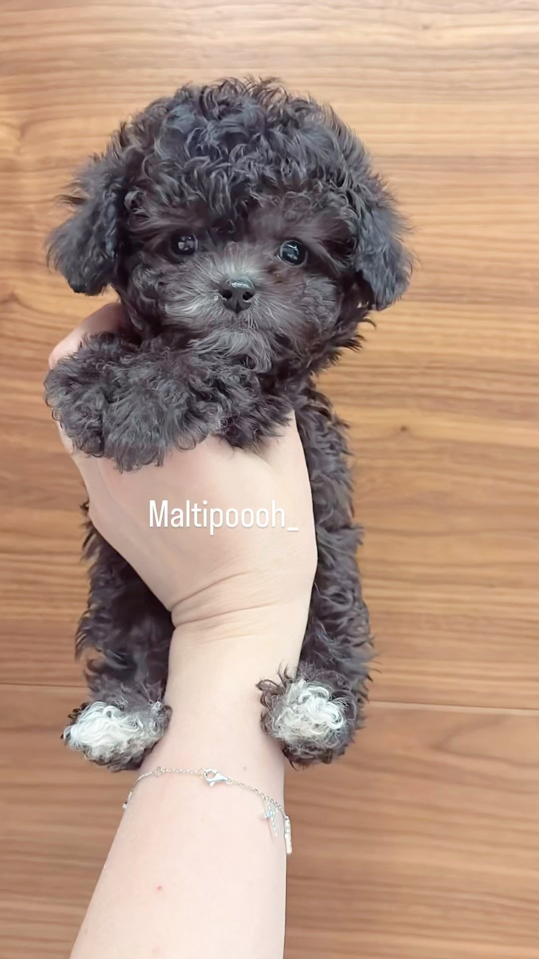 Maltipoooh в LOOKY. #мальтипу,#мальтипусеребро,#мальтипукорея,#пушон,#мальтипумосква,#микромальтипу,#купитьмальтипу,#мальтипумосква,#мальтипумини,#щенкимальтипу,#тойпудель,#теддипудель,#теддипуделькитай,#тойпудельмосква,#мальтипуf1,#минимальтипу,#щенкимосква,#пушонмосква,#бишпу,#микрощенки,#щенкимальтипукупить,#новорижский,#кембридж,#монтевиль,#агаларовэстейт,#купитьмальтипу,#купитьмальтипувмоскве,#maltipoooh,#подарок,#подарокребенку,#подарок8марта,#мальтипукорея,#мальтипукорейскийтипаж. Свободен 💎👌🏻 Экск...