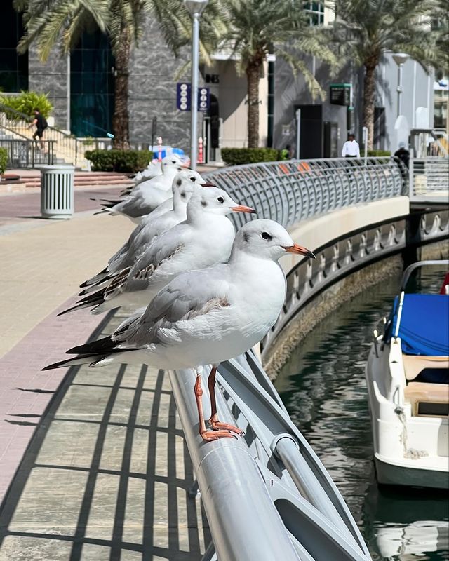 yudin_sergey__ в LOOKY. #uae,#dubai. #uae #dubai