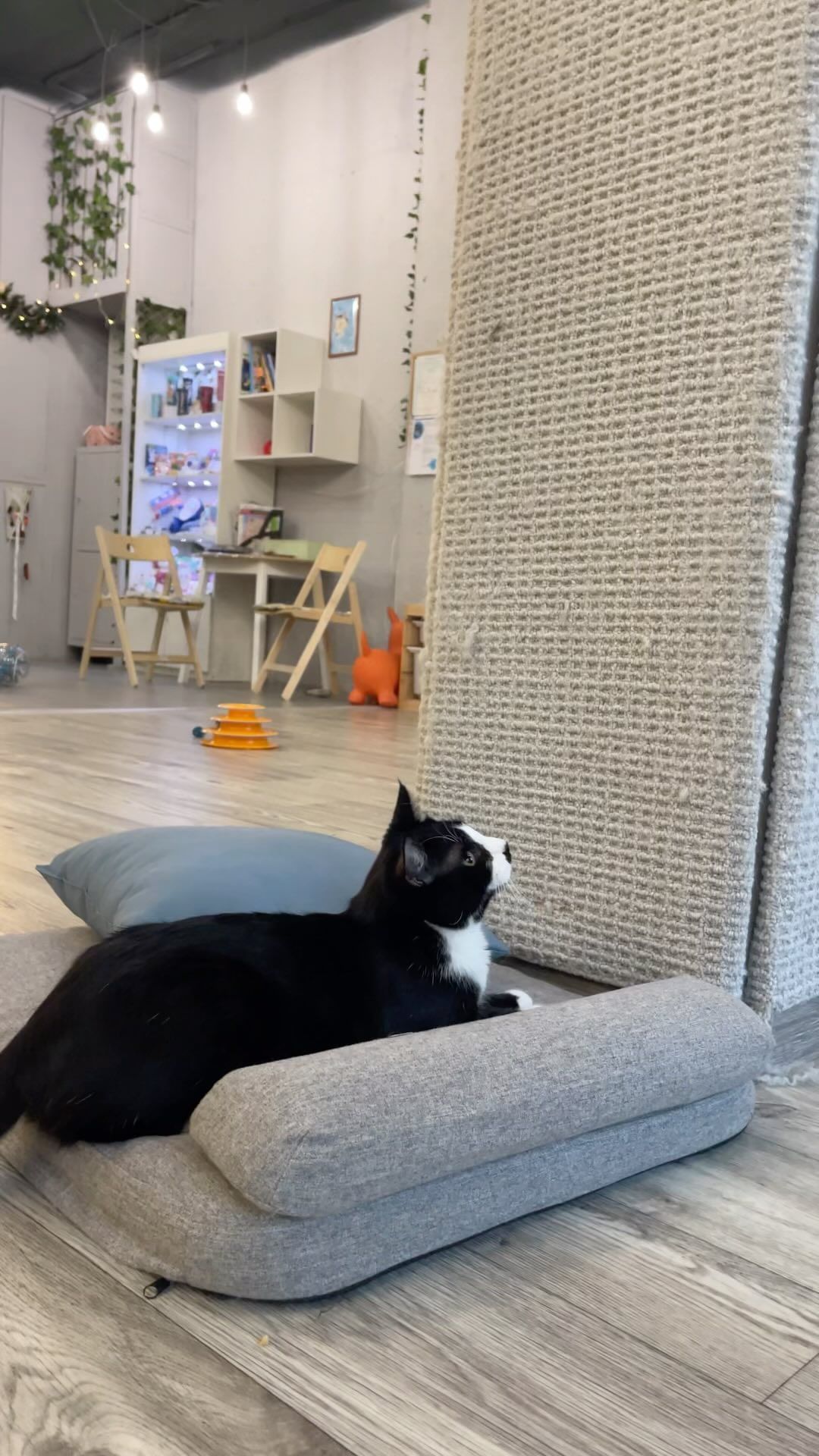 artemluts25 в LOOKY. #игра,##cat,#март,#котик,#кафе,#кот,#cafe,#котокафе,#весело. В Котокафе #игра ##c...