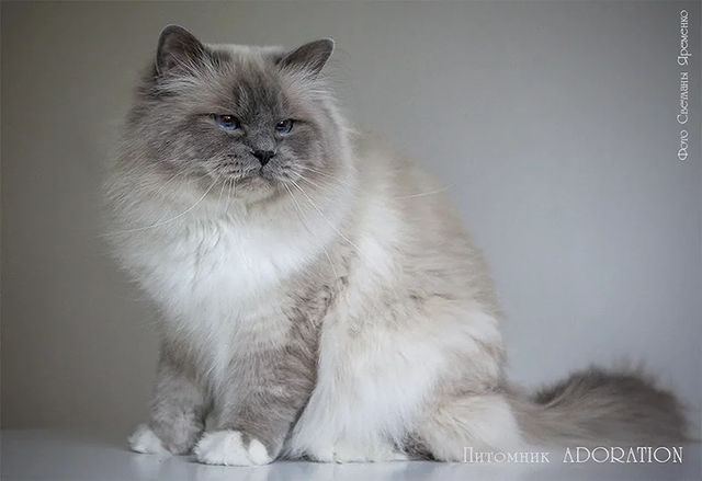 sacredbirman в LOOKY. #sacredbirman. 💝 One of our #sacre...