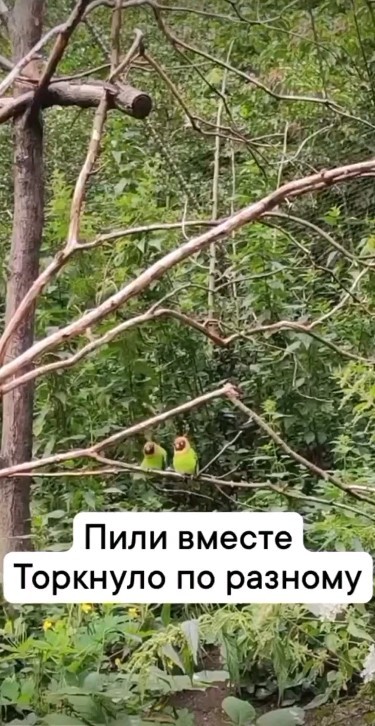 smehinka_g9 в LOOKY. . null