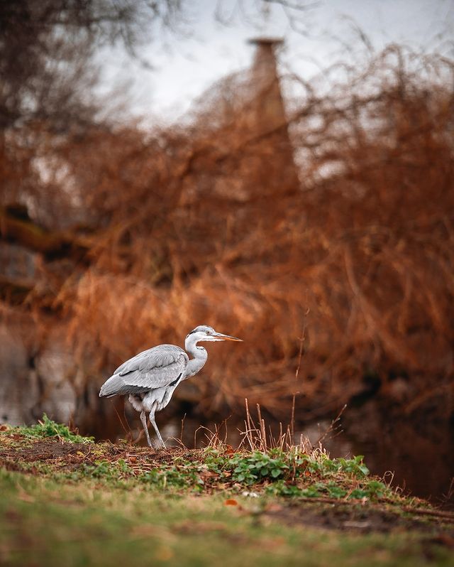 pasharocket в LOOKY. #birdphotography,#birdlovers,#birds,#birds_captures. #birdphotography #bi...