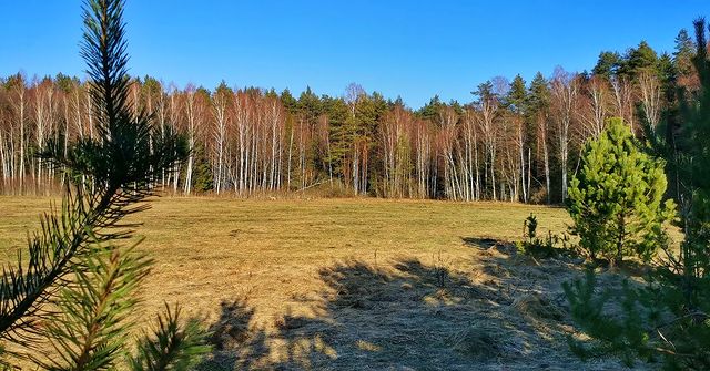 lesovik.by в LOOKY. #природабеларуси,#природа,#дарылеса,#тихаяохота,#ecology#nature,#ecologia,#минск,#беларусь#minski_belarus,#belarusnature,#belarusnow,#метеогид_онт. После проверки полей...