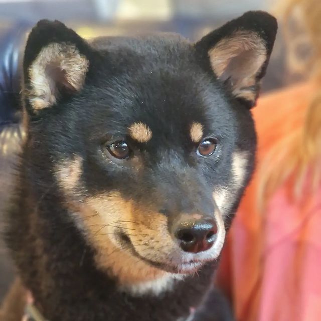 blackshiba.megumi в LOOKY. . Этот заинтересованны...