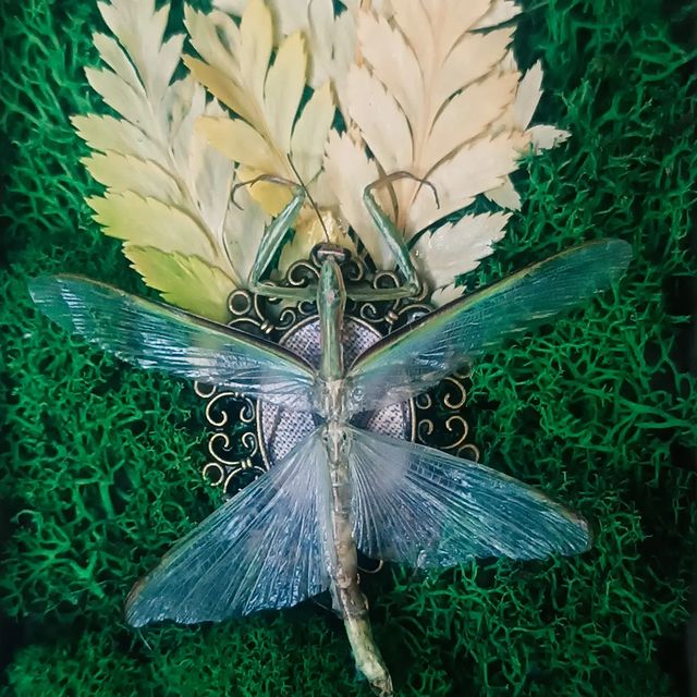 Омут в LOOKY. #entomology,#taxidermy,#craft. #entomology #taxider...