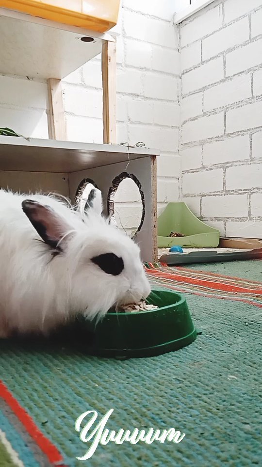 zefirka_bunny в LOOKY. #bunny#rabbit#animals#cute#cuterabbit#bunnylove#rabbitlife#cutebunny#pet#instabunny#bunnyoftheday#pet#rabbitlove#🐰#fluffy#bunlife#bunniesoftheworld#bunnieofinstagram#bunnyaccount#zefirka_bunny,#crazy#rabbitstagram#bunnylover#kawaii#yummy#petlover#crazybunny,#pets#rabbitlover#crazyrabbit#кролик. Зефирка вернулась к ...