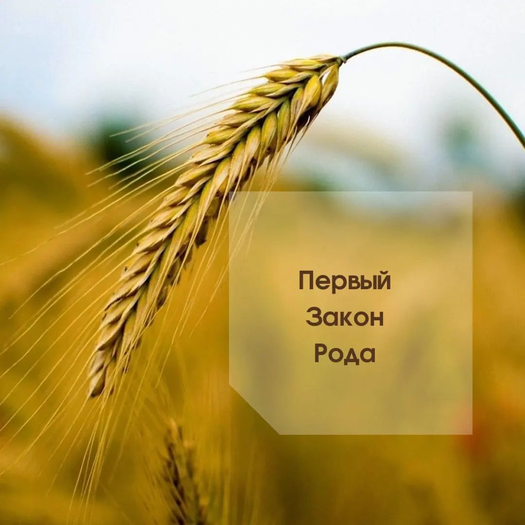 zherdeva_rod в LOOKY — Первый закон Рода — это закон целостности и принадлежности к