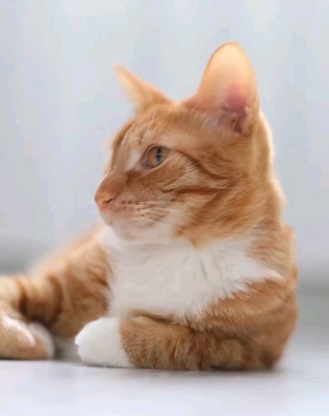 happymarsik в LOOKY. #марселькаимаркуша,#котикилучшелюдей,#котолучикидобра,#котикобормотик,#котикиобжорики,#котозависимость,#марселькаидизель,#марселькаисанька,#рыжеесолнышко,#рыжеесчастье,#рыжулька,#рыжуля,#безкотажизньнета,#деньапельсиновыхкотов,#любимыйкотейка,#любимыйкотюня. Привет,  мои любимые...