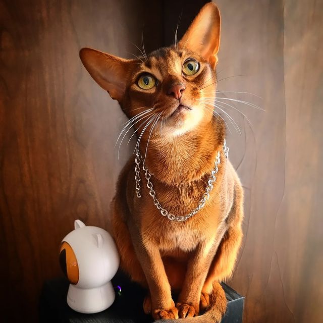 _kirillsaprykin_ в LOOKY. #аббисинец,#абиссинскаяпорода,#аббисинскаякошка,#абики,#аббисинскийкот,#аббисинский,#абиссинскаякошка,#абикионитакиеабики,#абикионитакиеабики❤️,#абикионитакиеабики💞🐈,#abyssinian,#abbyssiniancats,#abbysharm,#abbyssiniancat,#котики😻,#котофото,#кот,#cat,#cats,#catsofinstagram. #аббисинец #абиссинс...
