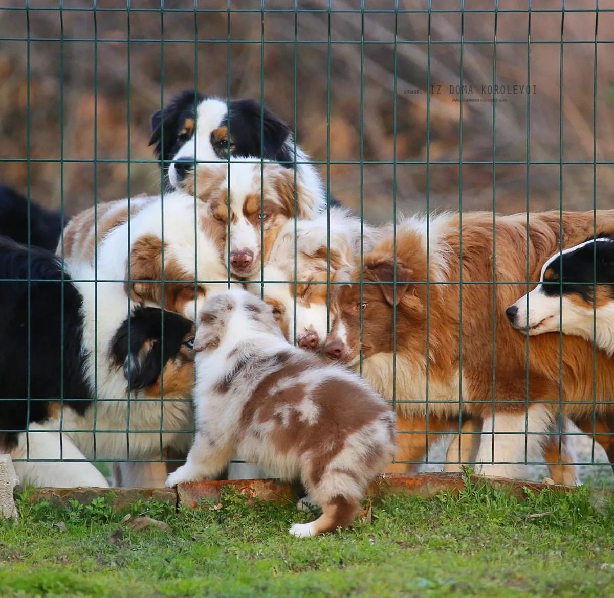 iz_doma_korolevoi_kennel в LOOKY — фото 2