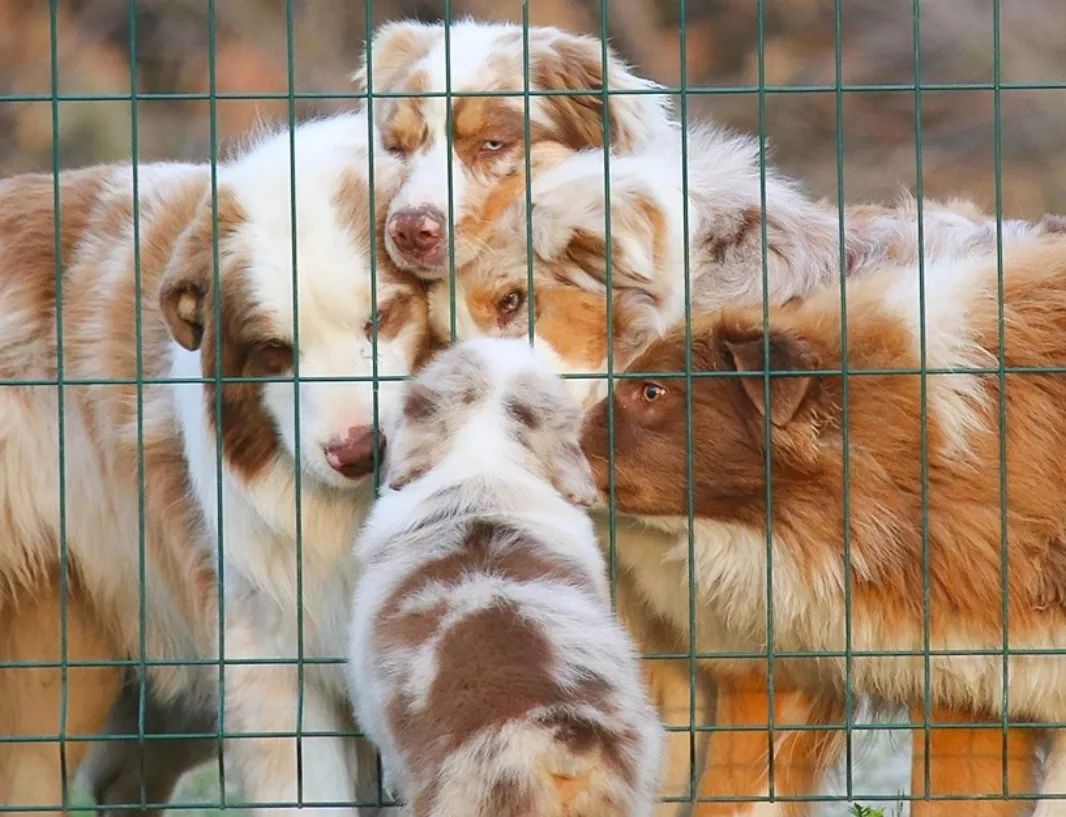 iz_doma_korolevoi_kennel в LOOKY — фото 3