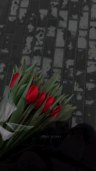 dr.sabicka в LOOKY. #lovetulips,#tulips,#uzbekistan,#tbt❤️,#tiktok. Love tulips 🥹
 @sab...