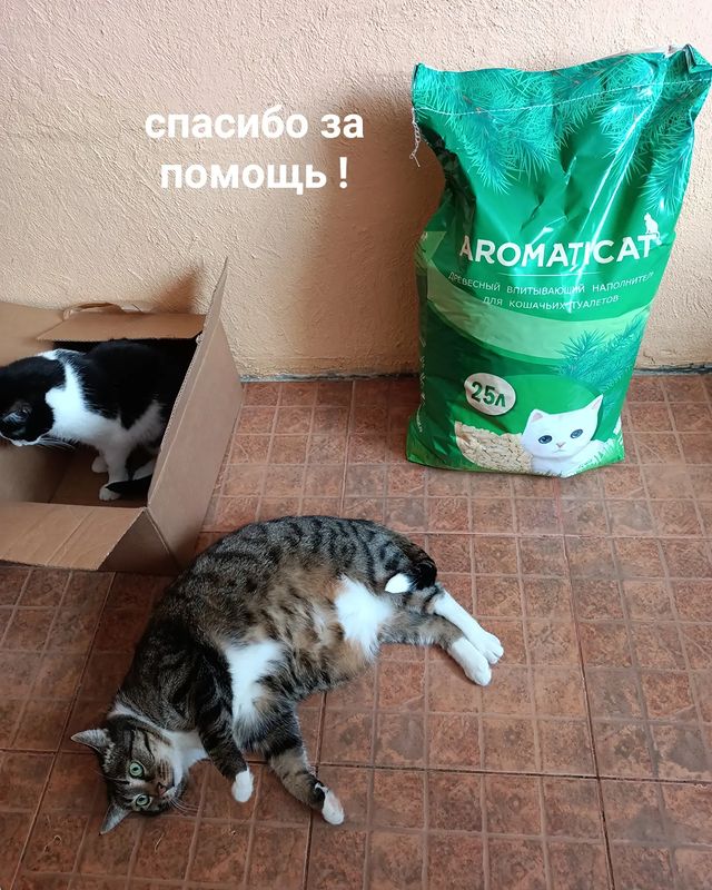 kiss.tochka.ru в LOOKY. #миниприют_мытищи. Уважаемая Ольга Нико...